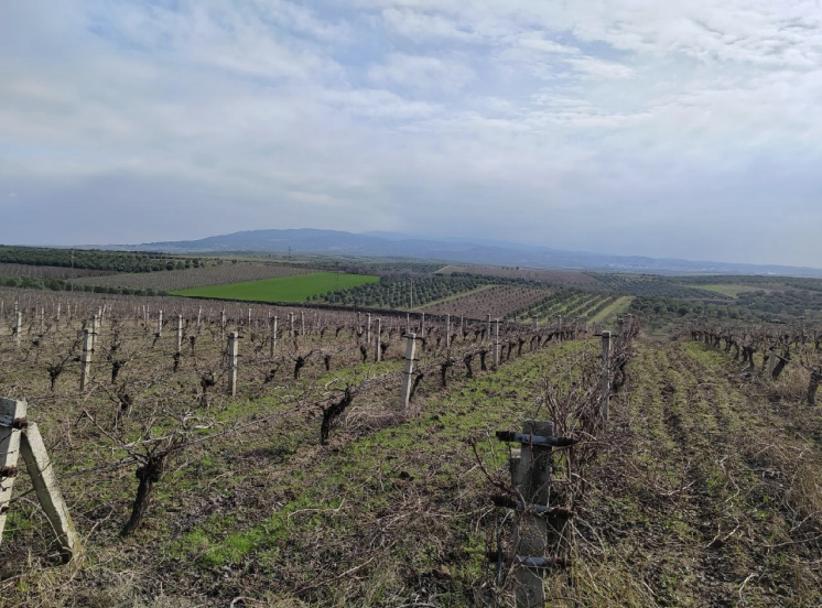 MANİSA SARUHANLI'DA 24.450 M2 SATILIK TARLA(101196598)